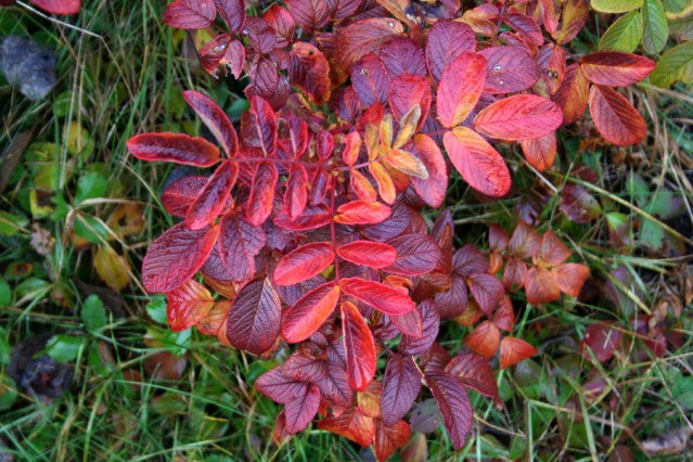 feuilles-aut-rouge06