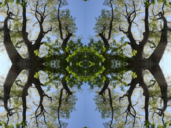 peupliermiroir_5k_no1