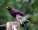 big-small-bird