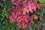 feuilles-aut-rouge06