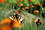 machaon-eperviere