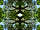 peupliermirroir_no4