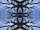 peupliermirroir_web_no3